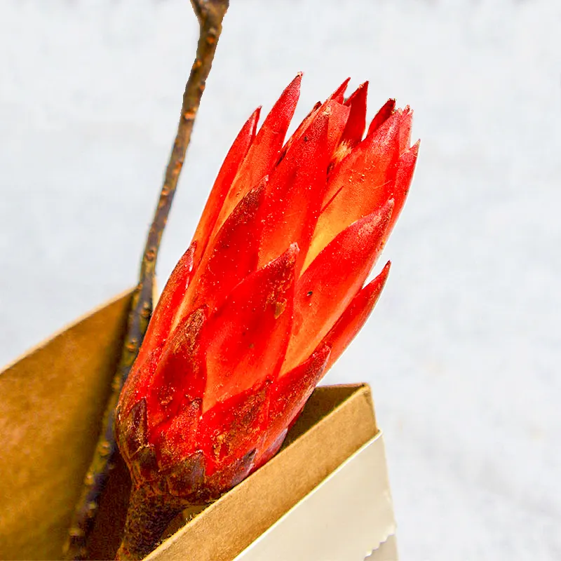 Лидер продаж 2021, сохраненные цветы, декоративный стойкий Снежный Лотос для ежедневного УКРАШЕНИЯ