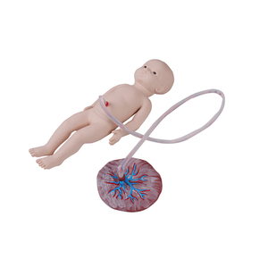 Simulator keperawatan kabel umbilikal PVC manekin untuk perawat dan sekolah <span class=keywords><strong>Model</strong></span> anatomi pelatihan sains medis - Product Image 1