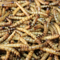 Mangeoire séchée au micro-ondes Superworms pour oiseaux de compagnie Lézards Geckos Hérissons Caméléons Hamster Poulet Friandises