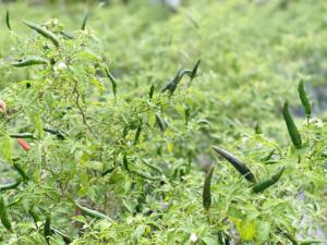 Chiles frescos de primera calidad de Vietnam cosechados en la madurez máxima para el procesamiento crudo de exportación para el procesamiento de alimentos al por mayor - Product Image 4
