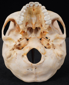 ECDH3Dプリンティング人間モデル人間の頭蓋骨と脳モデル - Product Image 4