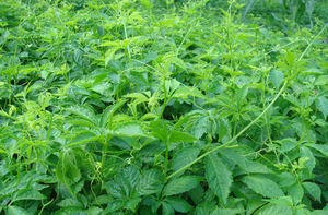 Cápsulas de <span class=keywords><strong>Gynostemma</strong></span> Pentaphyllum OEM 98% Melhor Extrato de Folha de Jiaogulan em Pó Cápsulas Suplemento de Extrato de Jiaogulan - Product Image 3