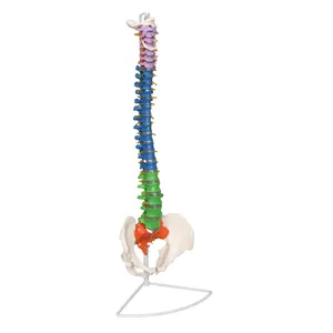 생산 PVC 척추 의료 과학 인체 해부학 골반 척추 모델 실물 크기 인간의 척추 기둥과 골반 모델
