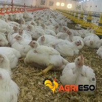 Système d'alimentation automatique par plaques pour élevages avicoles commerciaux