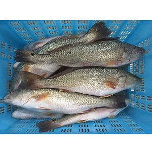 <span class=keywords><strong>Poisson</strong></span> Rouge Congelé IQF à <span class=keywords><strong>Prix</strong></span> Abordable, Qualité A+, Tailles 700-2000g, Origine Mer de Chine, Vente en Gros, Fruits de Mer Taisheng - Product Image 5
