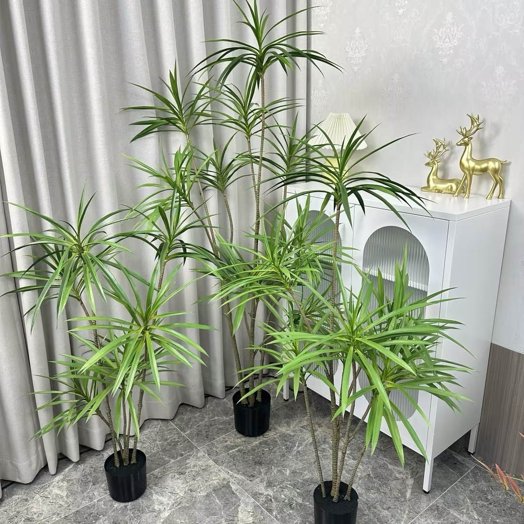 Dracaena Tree 15#
