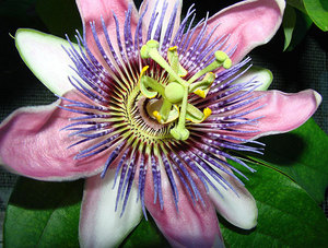 Huakang Supply Lait Thé Jus Additif Ingrédients Passiflora <span class=keywords><strong>Caerulea</strong></span> Extrait Passion Fleur <span class=keywords><strong>Fruit</strong></span> Poudre Sèche - Product Image 3
