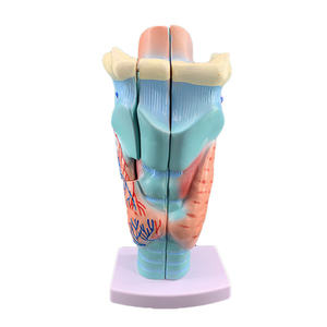 Mô Hình Giải Phẫu Họng Giảng Dạy Y Tế, Mô Hình Giảng Dạy Bệnh Viện Tuyến Giáp Mạch Máu Thanh Quản - Product Image 2