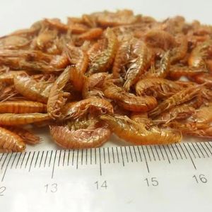Alimentos para mascotas camarones liofilizados/Krill/<span class=keywords><strong>Gammarus</strong></span> secado al sol - Product Image 2