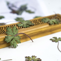 Feuilles de géranium naturel vraies fleurs séchées pressées pour bricolage signet artisanat salle de classe botanique activité Kit