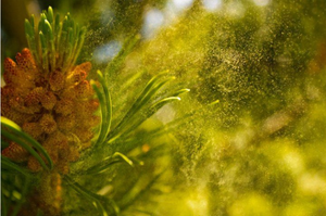 Sıcak satış yüksek kalite 99% çam polen hücre kırık toptan çam poleni - Product Image 3