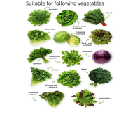 Productiefaciliteit voor diepvriesgroenten: broccoli, spinazie, erwten, maïs; was-, blancheer-, IQF-vries- en transportbandverwerkingslijn
