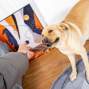 Yeni Tasarım Çevre Dostu Karikatür İnteraktif Ödül Dağıtıcı Köpek Sesli Oyuncakları Dayanıklı Sincaplar Gıcırtılı Koklama Bulmaca Oyuncağı - Product Image 5