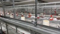 Système de cage d'élevage automatique de type H pour poussins d'un jour et fermes avicoles commerciales