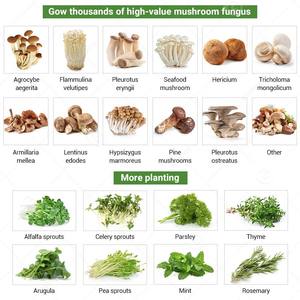 Sistema de Cultivo de Hongos, Invernadero Multi-Span, Granja Vertical, Cultivo Aeropónico/Acuapónico, Caja de Cultivo Motorizada, Equipo de Cultivo en Contenedor - Product Image 5