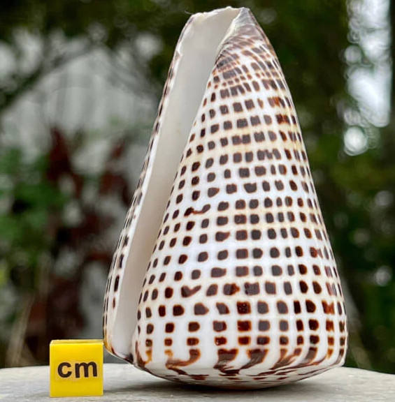 สีน้ำตาล