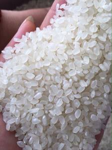 Arroz Japonés Calrose Blanco de Grano Corto de Alta Calidad para Cocina Asiática, Sushi, OEM, Venta al por Mayor, Exportación a la UE y Medio Oriente, LINDA - Product Image 4