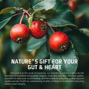 Organik Alıç Meyvesi Kapsülleri - Sindirim Sağlığı, Kolesterol ve Kalp Desteği için Doğal Besin Lifi Takviyesi - Product Image 4