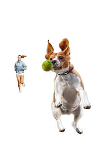 <span class=keywords><strong>Collar</strong></span> de Adiestramiento Antiladridos para Perros, Impermeable IP67, con Control Remoto ABS, Ecológico, NFC, <span class=keywords><strong>300M</strong></span>+, Plástico Resistente - Product Image 4