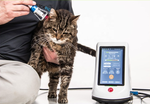 Thérapie <span class=keywords><strong>laser</strong></span> vétérinaire pour chats et chiens, physiothérapie portable, thérapie <span class=keywords><strong>laser</strong></span> équine et chirurgie, appareil pour animaux de compagnie pour vétérinaires - Product Image 2