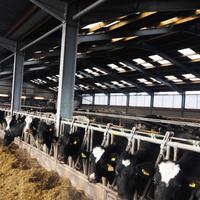 Cobertizo de animales de mantenimiento de bajo costo para la agricultura, casa de aves de corral de construcción robusta, Granero de vaca de diseño innovador a la venta