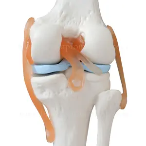 Modelo Anatómico de Articulación de <span class=keywords><strong>Rodilla</strong></span> de <span class=keywords><strong>Esqueleto</strong></span> <span class=keywords><strong>Humano</strong></span> a Tamaño Real - Product Image 5