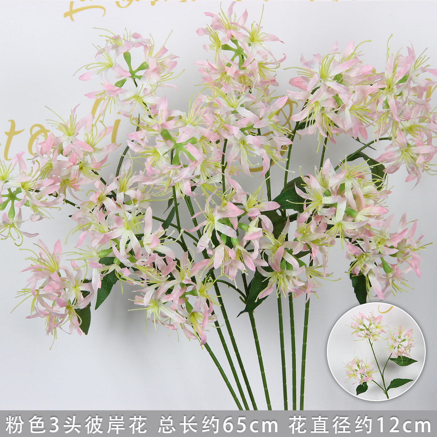 Pink three-headed spider lily branch