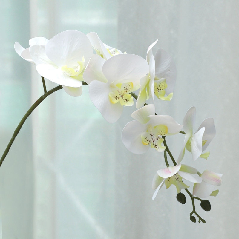 blanco2