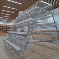 Cages à poules pondeuses en batterie 3/4 niveaux pour 20 000 poules, pour l'élevage avicole commercial, conception directe usine WIN