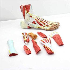Kaki Model Anatomi Anatomi Regional Kaki dengan Neurovaskular Ligamen Anatomi Sendi Pergelangan Kaki Otot Pembuluh Darah Ligamen - Product Image 6