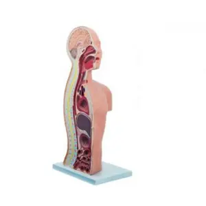 DARHMMY医学のための自然な大鼻胃挿管解剖学モデル