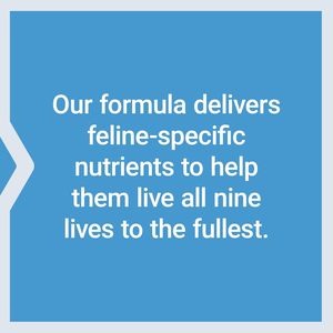Service personnalisé : Renforce l'immunité et la santé des chats grâce au colostrum, au bêta-glucane et à la vitamine C |   Complément <span class=keywords><strong>en</strong></span> <span class=keywords><strong>poudre</strong></span> <span class=keywords><strong>pour</strong></span> chats de tous âges - Product Image 3