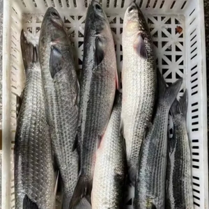 Pescado entero de salmonete gris congelado de alta calidad, captura salvaje redonda limpiada, grado de exportación IQF para mercado minorista y restaurantes - Product Image 1