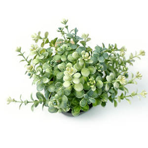 Plante artificielle <span class=keywords><strong>en</strong></span> <span class=keywords><strong>pot</strong></span> avec feuilles de faux <span class=keywords><strong>eucalyptus</strong></span> et terreau synthétique, vente <span class=keywords><strong>en</strong></span> gros, verdure décorative <span class=keywords><strong>pour</strong></span> la maison - Product Image 4