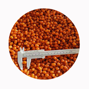 XMSD Argousier congelé, soigneusement traité pour préserver les nutriments, idéal pour les importateurs ayant besoin de produits certifiés - Product Image 2