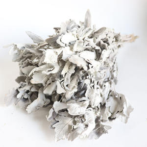Décoration Véritable Naturel Dusty <span class=keywords><strong>Miller</strong></span> Fleur Séchée Naturelle Feuille d'Argent Véritable Chrysanthème Feuilles Sèches Dusty <span class=keywords><strong>Miller</strong></span> - Product Image 5