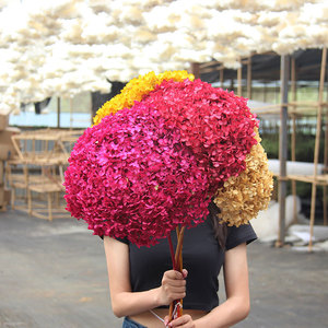 Trang Trí Đám Cưới Bất Tử Bảo Quản Tươi Anna Hoa Tú Cầu Đầy Màu Sắc Mãi Mãi Kéo Dài <span class=keywords><strong>Hydrangeas</strong></span> Với Thân Cây - Product Image 4