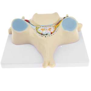 GelsonLab HSBM-136 Model saraf tulang belakang Vertebra serviks manusia - Product Image 1