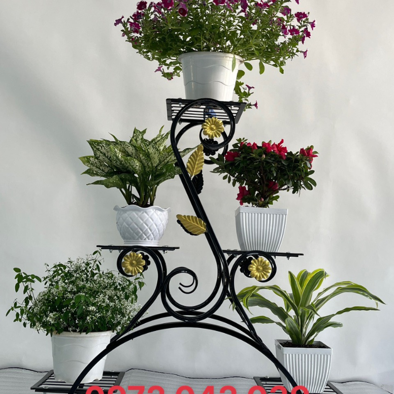 albo zz plant ZZ Plant