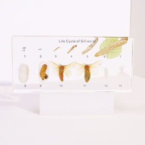 Hot bán Acrylic vòng đời của tằm côn trùng paperweight nhựa mẫu giáo dục đồ chơi cho trường trung học - Product Image 1