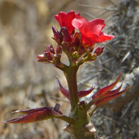 Extracto Herbal de Huanarpo Macho en Polvo, Grado Alimenticio, Cultivo Silvestre, Empaquetado en Tambor, Mejores Servicios de Exportación desde Perú