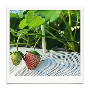 erdbeere anbaustütz netz obst samenhalter trellis kletternetz schatten netz erdbeere obst stütznetz schutzzelt mes