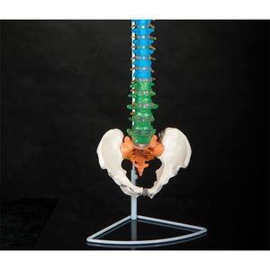 Заводской сертификат ISO9001, натуральный размер, затылочный позвоночник, таз, голова бедренной и спинномозговой нервы, модель анатомии мышц позвоночника - Product Image 5