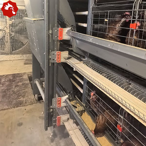 Fully Automated H Type Laying <strong>Hen</strong> Battery Cages 10000 Capacity Equipment for Ghana Zambia - Product Image 3