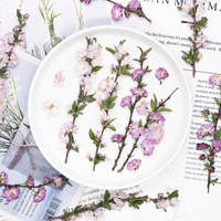 Fleurs de Prunier Glandulaires avec Branches – Série de Packs Mixtes pour Scrapbooking, Résine Époxy, Plantes Naturelles, Écologique