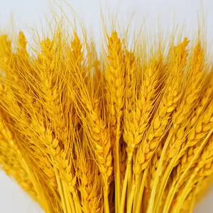 Фабрика, 50 стеблей, сушеные натуральные пшеничные снопы, декоративные цветы, белые сушеные стебли пшеницы