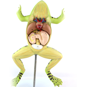 Modello Anatomico di Rana, Modello Biologico di Organi e Tessuti, Esemplari Animali per Scopi Medici - Product Image 1