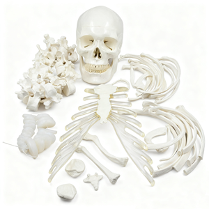 Modelo <span class=keywords><strong>de</strong></span> Anatomía <span class=keywords><strong>de</strong></span> esqueleto desarticulado <span class=keywords><strong>de</strong></span> tamaño real - Product Image 4