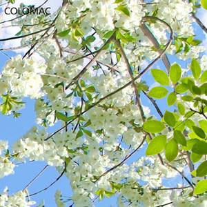 <span class=keywords><strong>Carta</strong></span> da <span class=keywords><strong>parati</strong></span> personalizzata Peel And Stick 3D murale, cielo blu, nuvole bianche, piccione, fiori, <span class=keywords><strong>foglie</strong></span> verdi per soggiorno, soffitto della camera da letto - Product Image 4