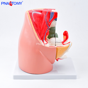 Modelo Anatómico de <span class=keywords><strong>Genitales</strong></span> Femeninos y Cavidad Pélvica a Tamaño Real, Sistema Reproductivo, Útero, Herramientas de Enseñanza, Equipo Educativo - Product Image 1